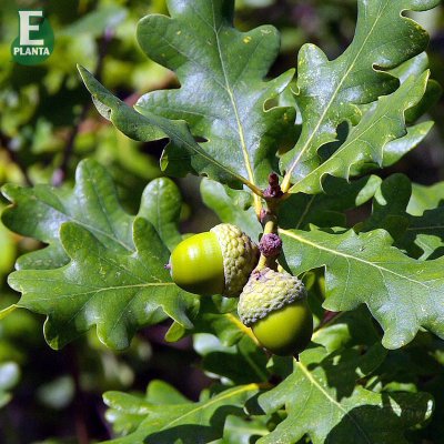 Quercus robur FK Linköping E, Skogsek, utr 150-200 co