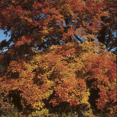 Quercus rubra E, Rödek, utr 150-200 co