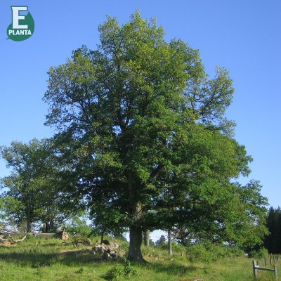 Quercus robur FK Linköping E, Skogsek, utr 150-200 co