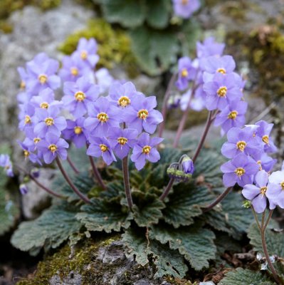 Ramonda myconi, Spansk Ramonda, P9cm