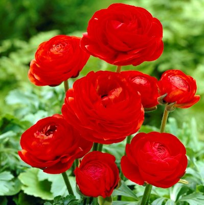 Ranunkel Ranunculus asiaticus Red 10st
