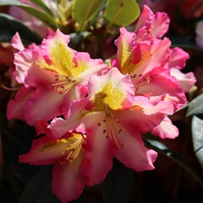 Rhododendron hybr. Raphaela, Rododendron, 60-70 C12