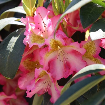 Rhododendron hybr. Raphaela, Rododendron, 60-70 C12