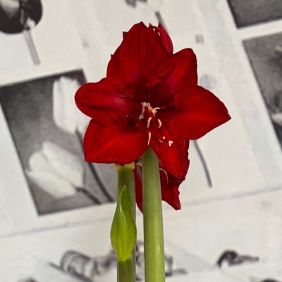Hippeastrum Red Lady ®