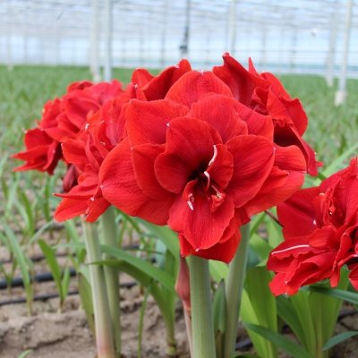 Amaryllis Red Torro ®