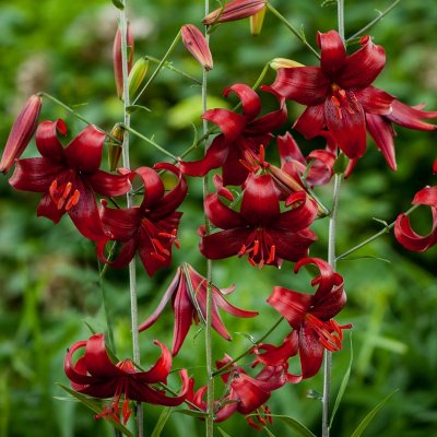 Lilium lancifolium Red Velvet, Tigerlilja, P11cm