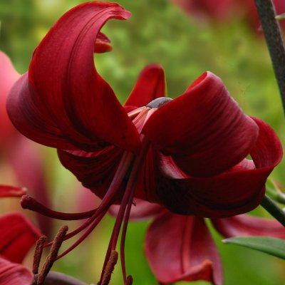 Lilium lancifolium Red Velvet, Tigerlilja, P11cm