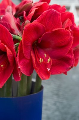 Hippeastrum Red Victory ®, Amaryllis