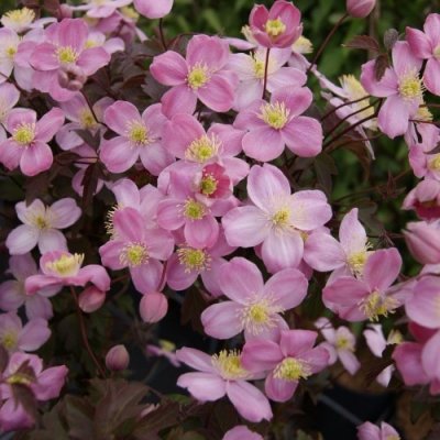 Clematis montana Rembrandt ®