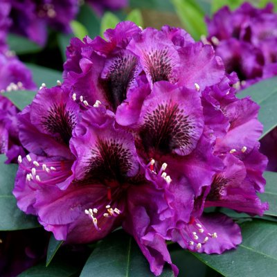 Rhododendron hybr. Black Pearl, Rododendron, 30-40 C5