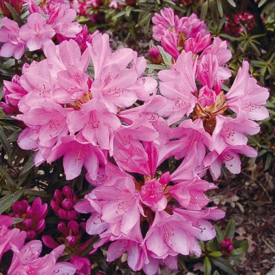 Rhododendron ponticum Graziella, Rododendron