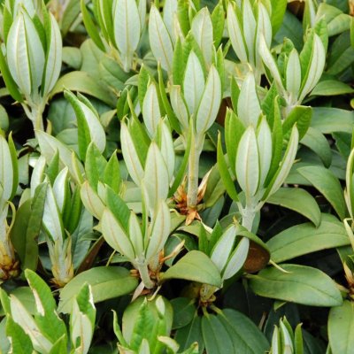 Rhododendron taliense Honigduft, Dalirododendron, 30-40 C5