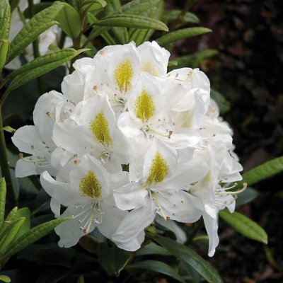 Rhododendron cataw. Madame Masson, Rododendron