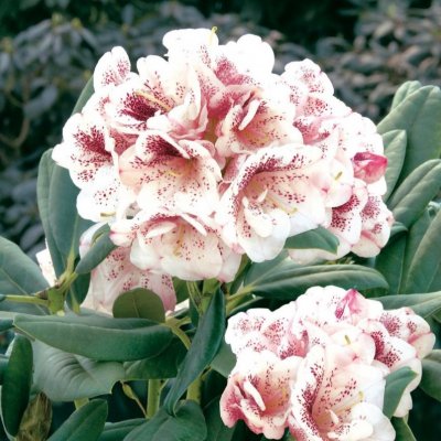Rhododendron hybr. Prinses Máxima, Rododendron, 30-40 C5