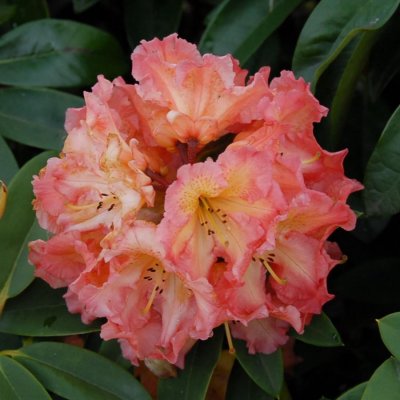 Rhododendron hybr. Sun Fire, Rododendron, 30-40 C5