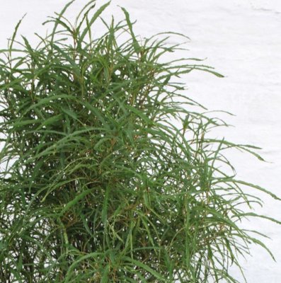 Frangula alnus Ron Williams (Fine Line ®), Brakved