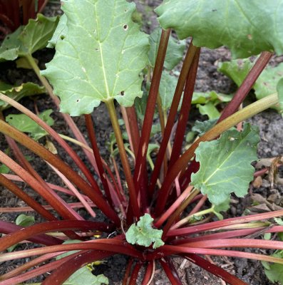 Rheum rhabarbarum Everbarber ® Cropstar ®