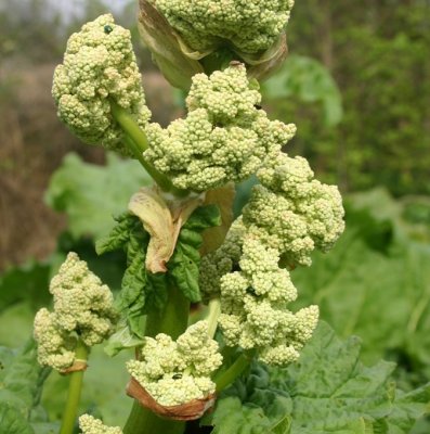 Rheum rhabarbarum Glaskin´s Perpetual (Glaskin´s), Rabarber