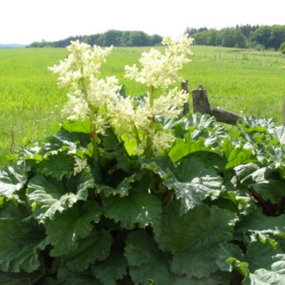 Rheum rhabarbarum Timperley Early, Rabarber, C3,5