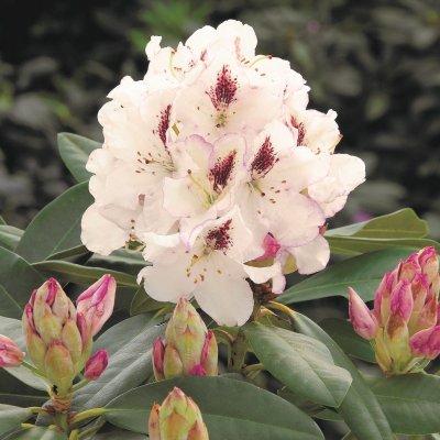 Rhododendron cataw. Gudrun, Rododendron, 30-40 C5