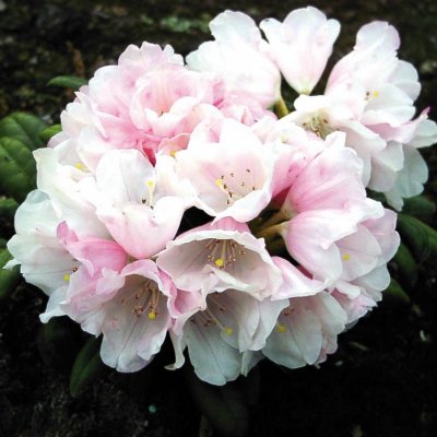 Rhododendron yak. Edelweiss, Rododendron, 30-40 C5