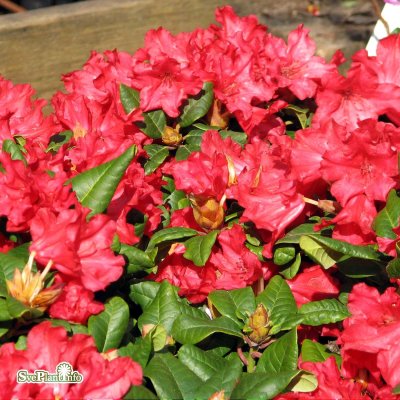 Rhododendron repens Scarlet Wonder, Dvärgrododendron, 20-25 C2