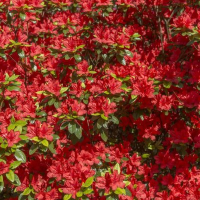 Rhododendron japonica Aladdin