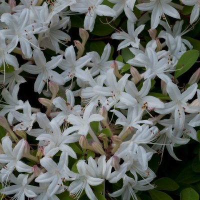 Rhododendron atlanticum, Kustazalea, 40-50 C5