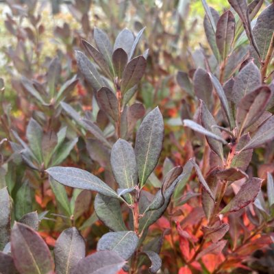 Rhododendron atlanticum