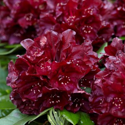 Rhododendron hybr. Black Widow, Rododendron