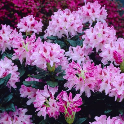 Rhododendron cauca. Cosmopolitan, Rododendron, 70-80 C15