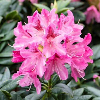 Rhododendron cauca. Cosmopolitan, Rododendron, 70-80 C15