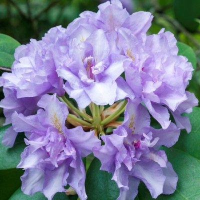 Rhododendron cataw. Fastuosum Flore Pleno, Rododendron, 30-40 C5