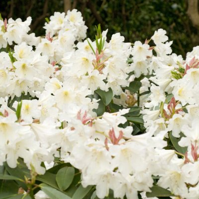 Rhododendron fortunei Weisse Dufthecke - Inkarho