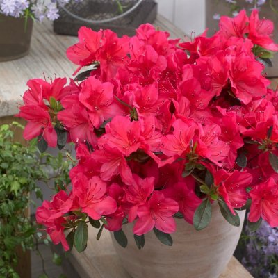 Rhododendron japonica Kazuko (Geisha Red), Japansk Azalea, 20-25 C2