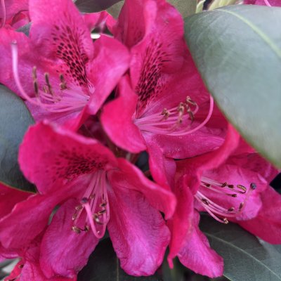 Rhododendron hybr. Karl Naue - Inkarho