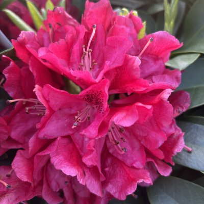 Rhododendron hybr. Karl Naue - Inkarho