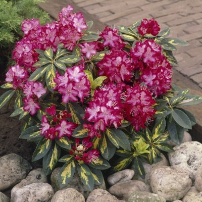 Rhododendron hybr. President Roosevelt