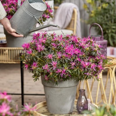 Rhododendron japonica StarStyle ® Lilac, Japansk azalea