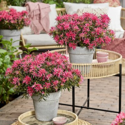 Rhododendron japonica StarStyle ® Pink, Japansk azalea