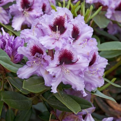 Rhododendron hybr. Kabarett ® (Hachkaba) - Inkarho, Rododendron Inkarho, 30-40 C5
