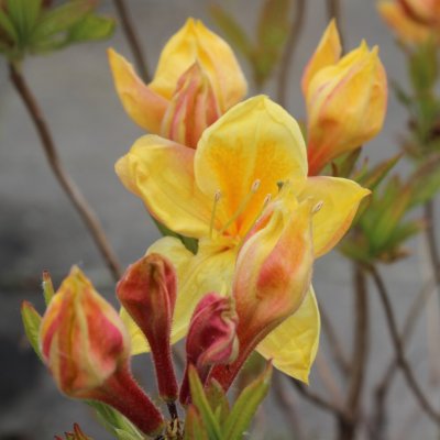 Rhododendron Knap Hill Golden Sunset, Azalea, 40-50 C5