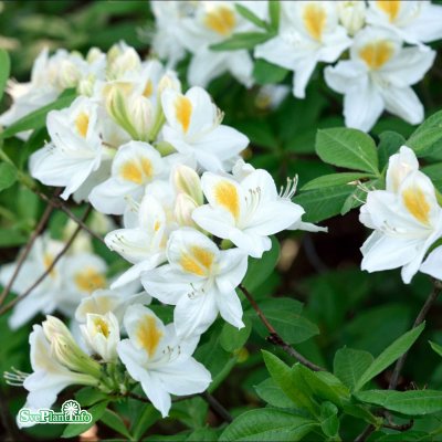 Rhododendron Knap Hill Persil, Azalea, 40-50 C5