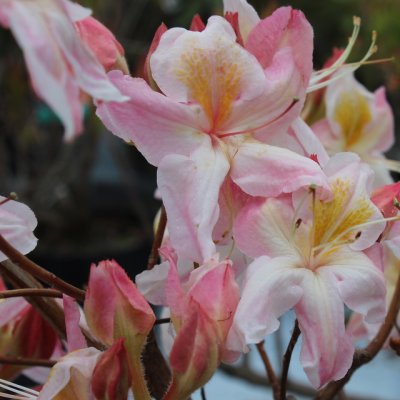 Rhododendron Knap Hill Satomi, Azalea, 40-50 C5