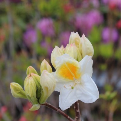 Rhododendron Knap Hill Schneegold, Azalea, 40-50 C5