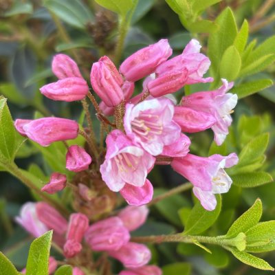 Rhododendron micranthum Bloombux ® Magenta