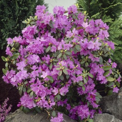 Rhododendron minus P.J. Mezitt, Minusalpros