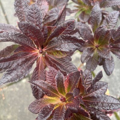 Rhododendron mollis Kosters Brilliant Red