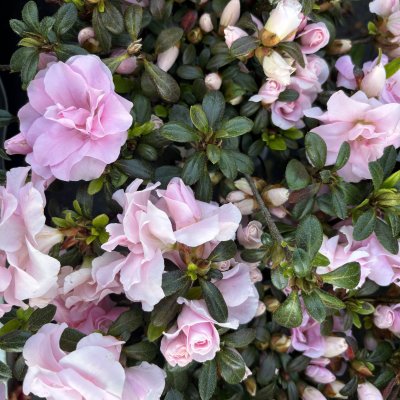 Rhododendron obtusum Scotian Rosebud