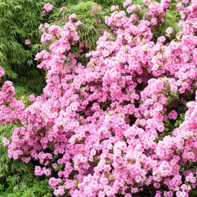 Rhododendron japonica Rosebud, Japansk Azalea, 20-25 C2